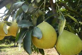 Yingshan Glaciose Pomelo